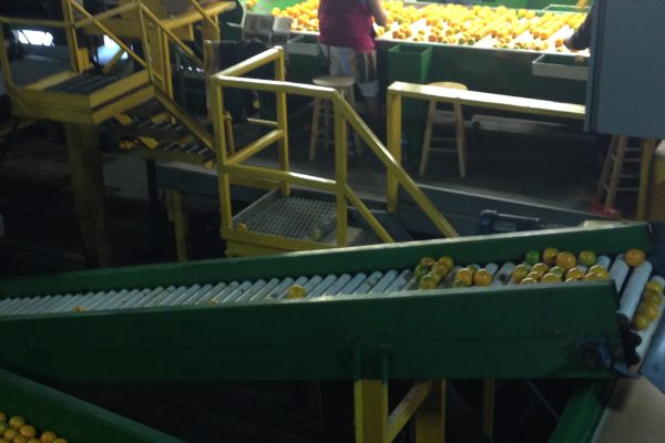 Roe Fresh Fruit